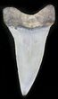 Fossil Mako (Isurus) Shark Tooth - Belgium #24385-1